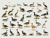 Vector mixed birds hand drawn set