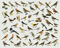 Vector mixed birds hand drawn set