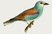 European roller bird vector vintage drawing