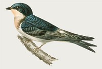 Vector hybrid common house martin x barn swallow bird hand drawn