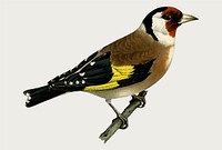 European goldfinch bird vector hand drawn