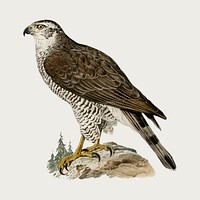 Vector goshawk bird hand drawn