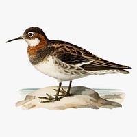 Red-necked phalarope bird vector vintage drawing