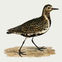 European golden-plover bird vector vintage drawing