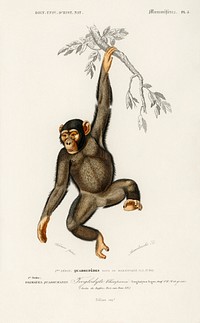 Chimpangze (Troglodyte Chimpanze) illustrated by <a href="https://www.rawpixel.com/search/Charles%20Dessalines%20D%27%20Orbigny?sort=curated&amp;page=1">Charles Dessalines D&#39; Orbigny</a> (1806-1876). Digitally enhanced from our own 1892 edition of Dictionnaire Universel D&#39;histoire Naturelle.