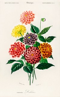 Dahlia illustrated by <a href="https://www.rawpixel.com/search/Charles%20Dessalines%20D%27%20Orbigny?sort=curated&amp;page=1">Charles Dessalines D&#39; Orbigny</a> (1806-1876). Digitally enhanced from our own 1892 edition of Dictionnaire Universel D&#39;histoire Naturelle.