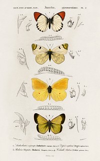Different types of butterfly illustrated by <a href="https://www.rawpixel.com/search/Charles%20Dessalines%20D%27%20Orbigny?sort=curated&amp;page=1">Charles Dessalines D&#39; Orbigny</a> (1806-1876). Digitally enhanced from our own 1892 edition of Dictionnaire Universel D&#39;histoire Naturelle.