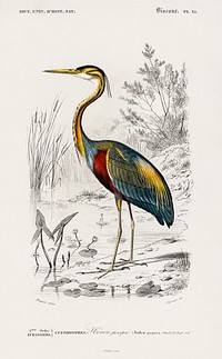 Purple heron (Ardea purpurea) illustrated by <a href="https://www.rawpixel.com/search/Charles%20Dessalines%20D%27%20Orbigny?sort=curated&amp;page=1">Charles Dessalines D&#39; Orbigny</a> (1806-1876). Digitally enhanced from our own 1892 edition of Dictionnaire Universel D&#39;histoire Naturelle.