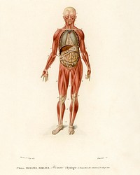 Myology and disposition of the viscera illustrated by <a href="https://www.rawpixel.com/search/Charles%20Dessalines%20D%27%20Orbigny?sort=curated&amp;page=1">Charles Dessalines D&#39; Orbigny</a> (1806-1876). Digitally enhanced from our own 1892 edition of Dictionnaire Universel D&#39;histoire Naturelle.
