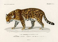 Jaguar (Panthera Onca) illustrated by <a href="https://www.rawpixel.com/search/Charles%20Dessalines%20D%27%20Orbigny?sort=curated&amp;page=1">Charles Dessalines D&#39; Orbigny</a> (1806-1876). Digitally enhanced from our own 1892 edition of Dictionnaire Universel D&#39;histoire Naturelle.