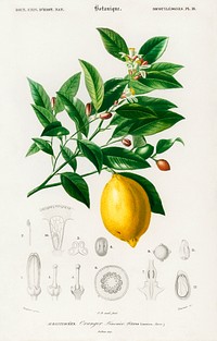 Lemon (Citrus Limonium) illustrated by <a href="https://www.rawpixel.com/search/Charles%20Dessalines%20D%27%20Orbigny?sort=curated&amp;page=1">Charles Dessalines D&#39; Orbigny</a> (1806-1876). Digitally enhanced from our own 1892 edition of Dictionnaire Universel D&#39;histoire Naturelle.