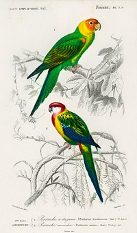 Different types of birds illustrated by <a href="https://www.rawpixel.com/search/Charles%20Dessalines%20D%27%20Orbigny?sort=curated&amp;page=1">Charles Dessalines D&#39; Orbigny</a> (1806-1876) Digitally enhanced from our own 1892 edition of Dictionnaire Universel D&#39;histoire Naturelle.