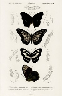 Collection of butterflies illustrated by <a href="https://www.rawpixel.com/search/Charles%20Dessalines%20D%27%20Orbigny?sort=curated&amp;page=1">Charles Dessalines D&#39; Orbigny</a> (1806-1876). Digitally enhanced from our own 1892 edition of Dictionnaire Universel D&#39;histoire Naturelle.