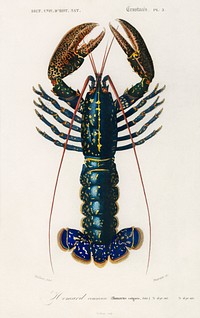 Crimson Crawfish (Palemon Ornatum) illustrated by Charles Dessalines D' Orbigny (1806-1876). Digitally enhanced from our own 1892 edition of Dictionnaire Universel D'histoire Naturelle.