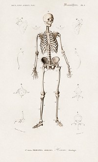 Human skeleton illustrated by Charles Dessalines D' Orbigny (1806-1876). Digitally enhanced from our own 1892 edition of Dictionnaire Universel D'histoire Naturelle.