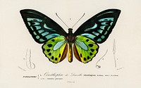 Green birdwing (Ornithoptera priamus) illustrated by <a href="https://www.rawpixel.com/search/Charles%20Dessalines%20D%27%20Orbigny?sort=curated&amp;page=1">Charles Dessalines D&#39; Orbigny</a> (1806-1876). Digitally enhanced from our own 1892 edition of Dictionnaire Universel D&#39;histoire Naturelle.