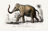 Asiatic elephant (Elephas maximus) indicus illustrated by Charles Dessalines D' Orbigny (1806-1876). Digitally enhanced from our own 1892 edition of Dictionnaire Universel D'histoire Naturelle.