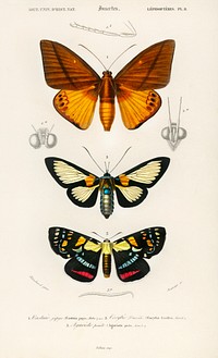 Collection of moths illustrated by <a href="https://www.rawpixel.com/search/Charles%20Dessalines%20D%27%20Orbigny?sort=curated&amp;page=1">Charles Dessalines D&#39; Orbigny</a> (1806-1876). Digitally enhanced from our own 1892 edition of Dictionnaire Universel D&#39;histoire Naturelle.