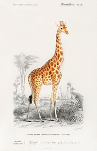 Giraffe (Giraffa camelopardalis) illustration wall art print and poster.