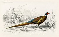 Ring-neckrd pheasant (Phasianus colchicus) illustrated by <a href="https://www.rawpixel.com/search/Charles%20Dessalines%20D%27%20Orbigny?sort=curated&amp;page=1">Charles Dessalines D&#39; Orbigny</a> (1806-1876). Digitally enhanced from our own 1892 edition of Dictionnaire Universel D&#39;histoire Naturelle.
