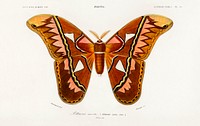 Attacus Atlas Moth (Attacus Aurora) illustrated by <a href="https://www.rawpixel.com/search/Charles%20Dessalines%20D%27%20Orbigny?sort=curated&amp;page=1">Charles Dessalines D&#39; Orbigny</a> (1806-1876). Digitally enhanced from our own 1892 edition of Dictionnaire Universel D&#39;histoire Naturelle.