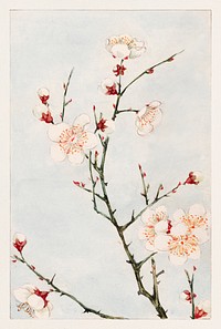 Plum branches with blossoms during 1870&ndash;1880 by <a href="https://www.rawpixel.com/search/Megata%20Morikaga?sort=curated&amp;page=1&amp;topic_group=_my_topics">Megata Morikaga</a>. Original from Library of Congress. Digitally enhanced by rawpixel.