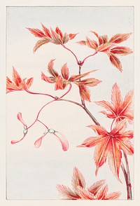 Branch of Momiji maple tree with leaves and seeds during 1870&ndash;1880 by <a href="https://www.rawpixel.com/search/Megata%20Morikaga?sort=curated&amp;page=1&amp;topic_group=_my_topics">Megata Morikaga</a>.  Original from Library of Congress. Digitally enhanced by rawpixel.