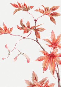 Vintage Japanese maple tree psd art print, remix from artworks by Megata Morikaga