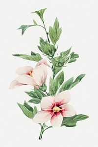 Vintage hibiscus flowers psd art print, remix from artworks by Megata Morikaga