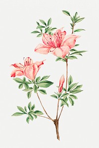 Vintage Japanese azalea flowers psd art print, remix from artworks by Megata Morikaga