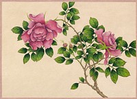 Rose (18th Century) painting in high resolution by Zhang Ruoai. Original from The Cleveland Museum of Art. Digitally enhanced by rawpixel.