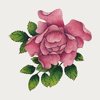 Vintage Chinese rose flower vector, remix from artworks by Zhang Ruoai