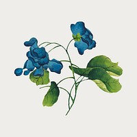 Chinese climbing blue flowers vector, remix from artworks by Zhang Ruoai