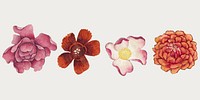 Chinese pink flower vector set, remix from artworks by Zhang Ruoai