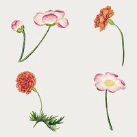 Mallow and peony flower vector set, remix from artworks by Zhang Ruoai