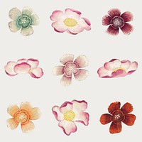 Vintage flower vector mallow and Sweet William set, remix from artworks by Zhang Ruoai
