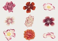 Chinese pink flower vector set, remix from artworks by Zhang Ruoai