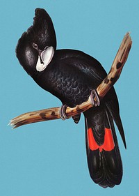 Vintage Illustration of Great-billed Black Cockatoo.