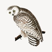 Owl collage element, vintage illustration psd