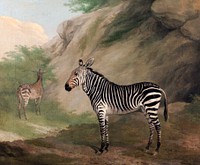 Zebra (1803) painting in high resolution by Jacques–Laurent Agasse. Original from The Yale University Art Gallery. Digitally enhanced by rawpixel.