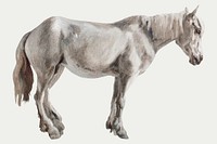 Gray horse vector painting vintage style, remixed from artworks by Jacques-Laurent Agasse