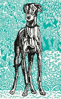 Vintage Greyhound illustration vector, remixed from artworks by Moriz Jung