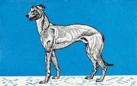 Vintage Greyhound dog illustration vector, remixed from artworks by Moriz Jung