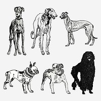 Vintage dog breed illustration vector set, remixed from artworks by Moriz Jung