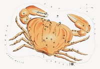 Crab constellation sticker, zodiac animal isolated image psd