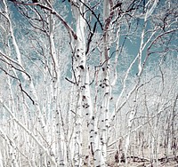 Birch trees in Utah high country. Original image from <a href="https://www.rawpixel.com/search/carol%20m.%20highsmith?sort=curated&amp;page=1">Carol M. Highsmith</a>&rsquo;s America, Library of Congress collection. Digitally enhanced by rawpixel.