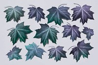 Hand drawn purplish green maple leaf collection vector