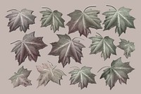 Hand drawn autumn maple leaf collection vector