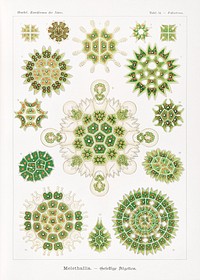 Melethallia&ndash;Gesellige Algetten from Kunstformen der Natur (1904) by <a href="https://www.rawpixel.com/search/Ernst%20Haeckel?sort=curated&amp;mode=shop&amp;page=1">Ernst Haeckel</a>. Original from Library of Congress. Digitally enhanced by rawpixel.