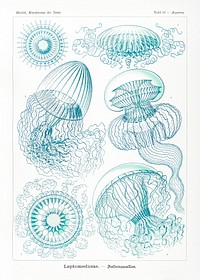 Leptomedusae&ndash;Faltenquallen from Kunstformen der Natur (1904) by <a href="https://www.rawpixel.com/search/Ernst%20Haeckel?sort=curated&amp;mode=shop&amp;page=1">Ernst Haeckel</a>. Original from Library of Congress. Digitally enhanced by rawpixel.